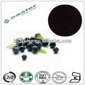 Natural GMP hot sale Anthocyanidin10% UV european bilberry extract powder